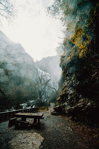 Trees in forest during foggy weather