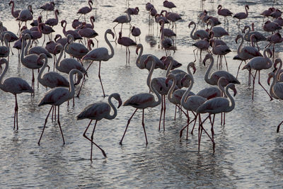 Flock of birds in lake