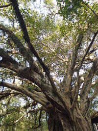 Low angle view of tree in forest