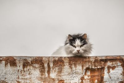 Close-up portrait of a cat