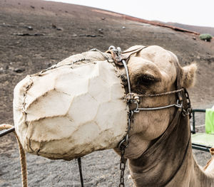 Close-up of a horse