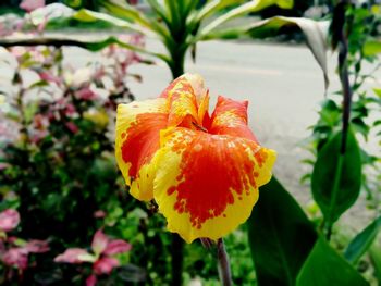 Close-up of yellow rose flower