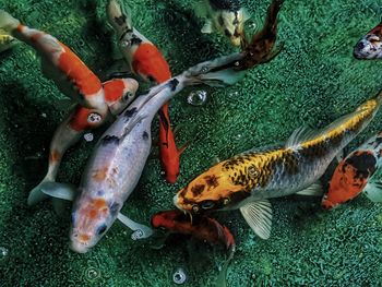 High angle view of koi carps swimming in sea