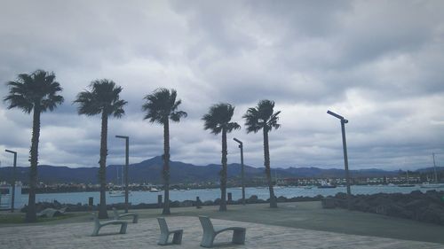 Palm trees against cloudy sky