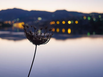 Close-up of illuminated flower against lake during sunset