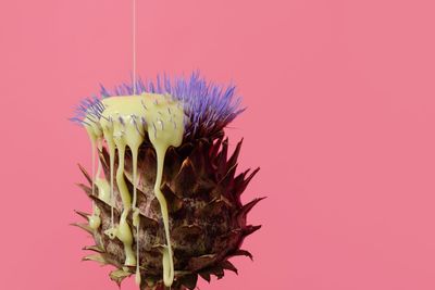 Close-up of wilted flower against red background