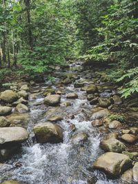 Stream flowing through rocks in forest