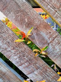 High angle view of insect on wood