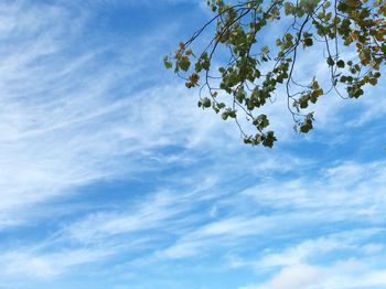 Low angle view of tree against sky