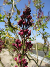 Close-up of flower against sky