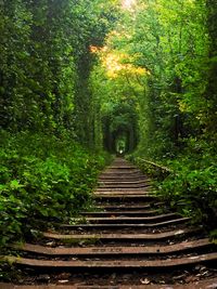 Walkway amidst trees in forest