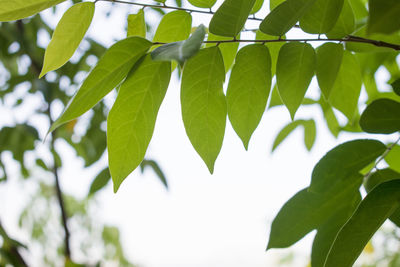 Low angle view of leaves on tree