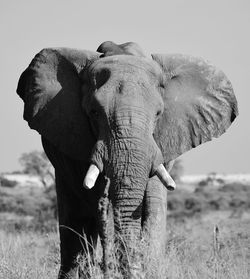 Close-up of elephant standing on field against sky