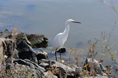 Bird perching on rock in lake