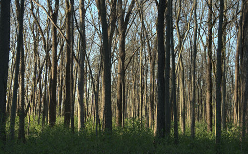 Late afternoon light in the woods