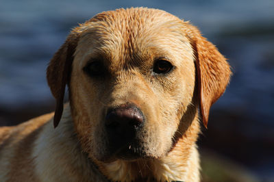 Close-up portrait of dog