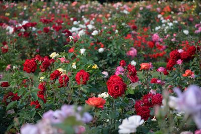 Red roses blooming in garden