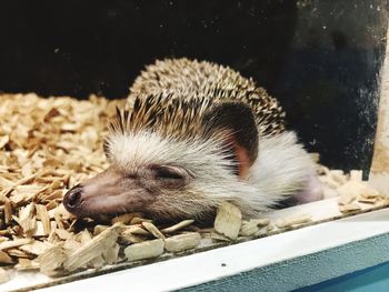 Close-up of hedgehog in container