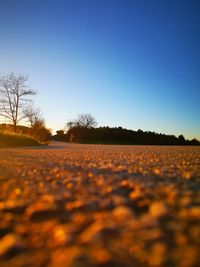 Surface level of trees on field against clear blue sky