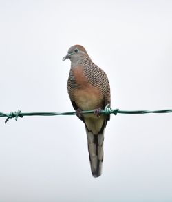 Close-up of bird perching on cable against clear sky