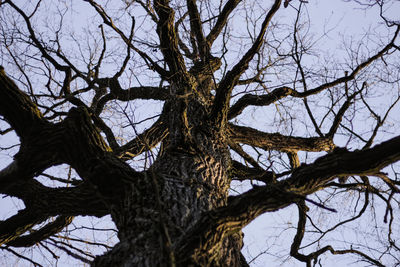 Low angle view of bare tree against sky