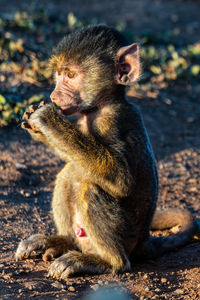 Close-up of monkey