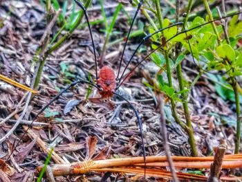 Close-up of lizard on grass