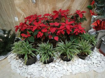 High angle view of potted plants