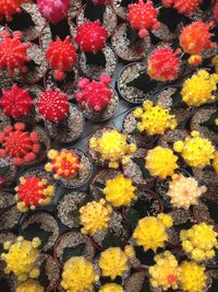 Full frame shot of yellow flowers