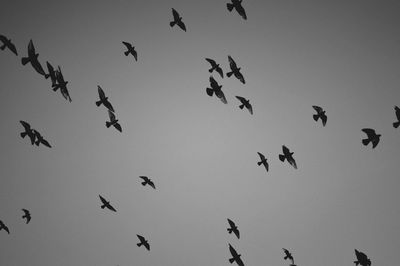 Low angle view of birds flying against clear sky