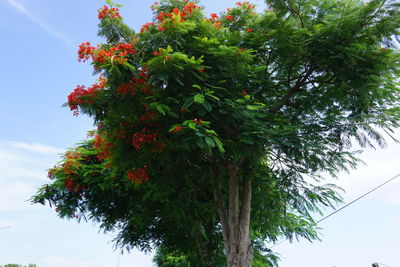 Low angle view of tree against sky