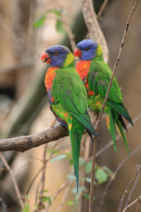 Close-up of parrot perching on branch