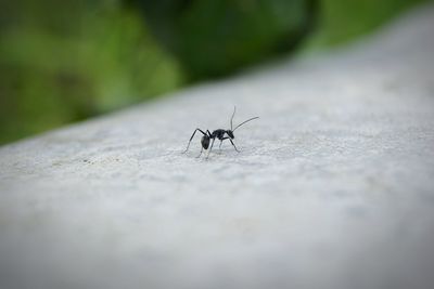 Close-up of ant