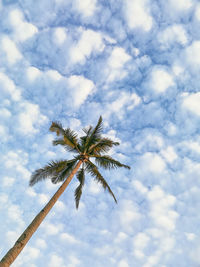 Low angle view of coconut palm tree against sky