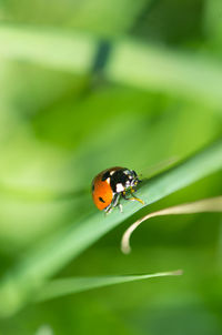 Close-up of ladybug on leaf