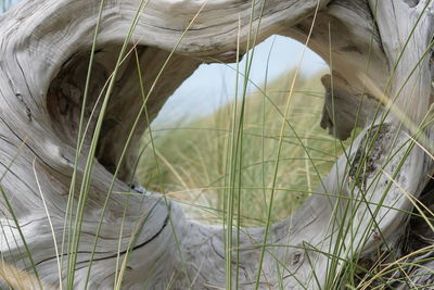 Close-up of a cat looking away