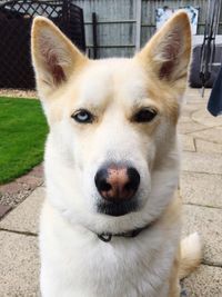 Portrait of siberian husky