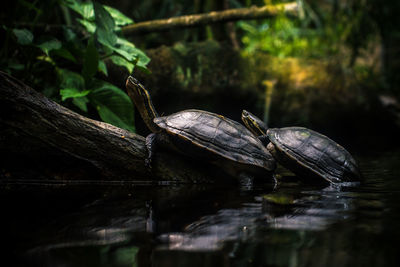 Close-up of turtles in lake