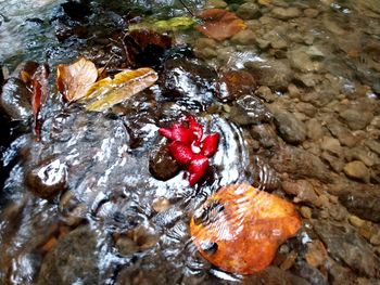 Close-up high angle view of red water