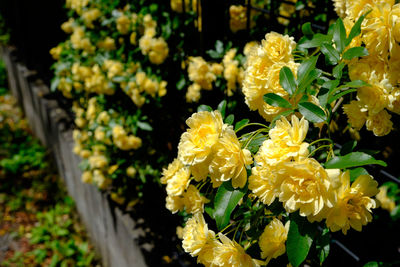 Close-up of yellow flowers