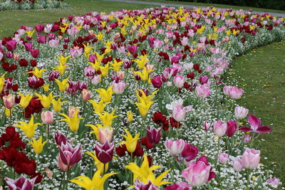 Close-up of crocus blooming on field