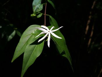 Close-up of plant