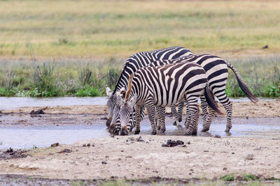 Side view of zebras drinking water at lake