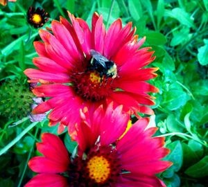 Close-up of bee pollinating on red flower