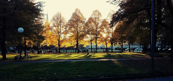 Trees in park