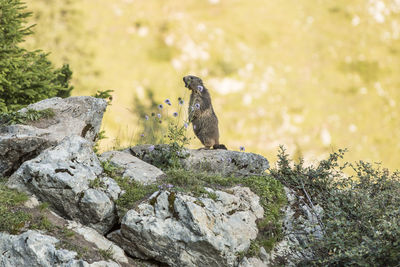 Close-up of squirrel on rock