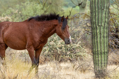 Side view of a horse on land