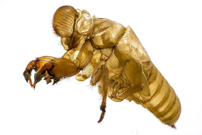 Close-up of bee pollinating