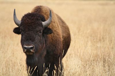 Portrait of american bison standing on field