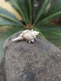 Close-up of mushroom growing on rock